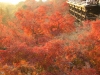 kiyomizu06